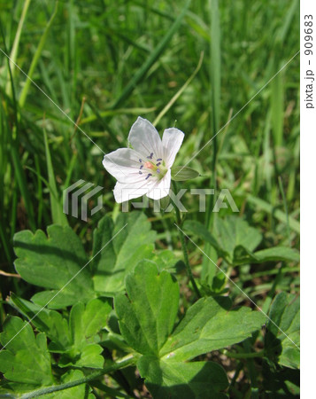 ゲンノショウコの花 909683