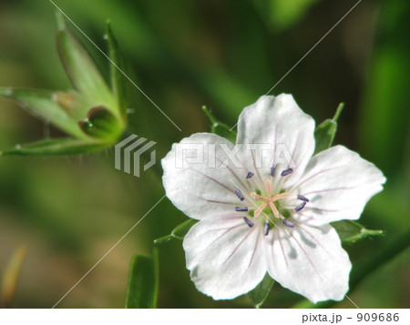 ゲンノショウコの花 909686