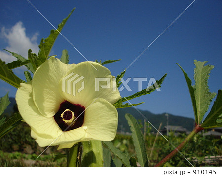 オクラの花 910145