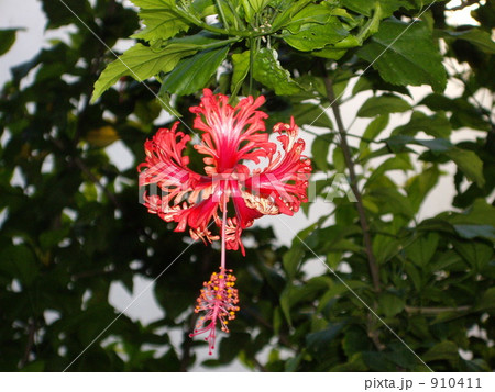 バリ島のハイビスカス 910411