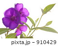 910429