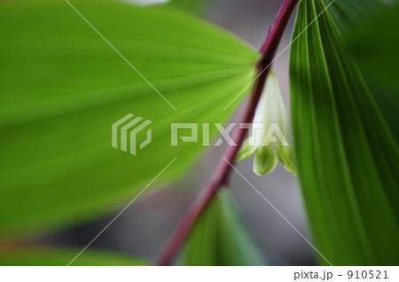 可憐な花 可憐な花 910521