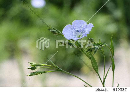青い花 青い花 910527