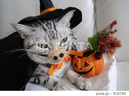 ハロウィンで豚になってしまったにゃ~ん ハロウィンで豚になってしまったにゃ~ん 910794
