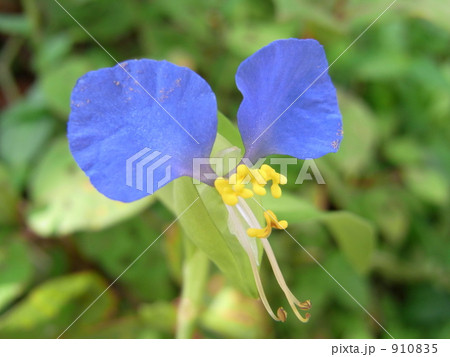 ツユクサ 910835