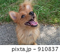 モラン・メス・もうすぐ1歳 910837