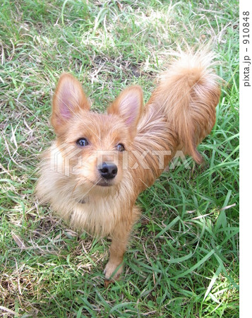 モラン・メス・もうすぐ1歳 910848