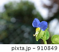 ツユクサ 910849