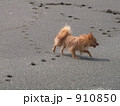 モラン・メス・もうすぐ1歳 910850