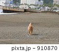 モラン・メス・もうすぐ1歳 910870