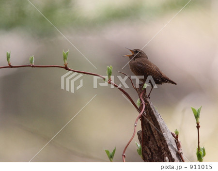 ミソサザイ 911015