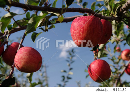 つがる つがる 911182