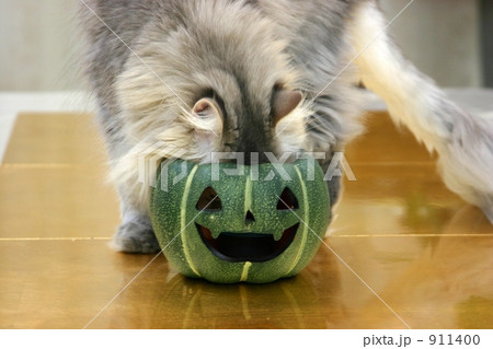 猫のカボチャの面 911400