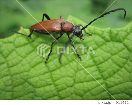 カミキリムシ 911411
