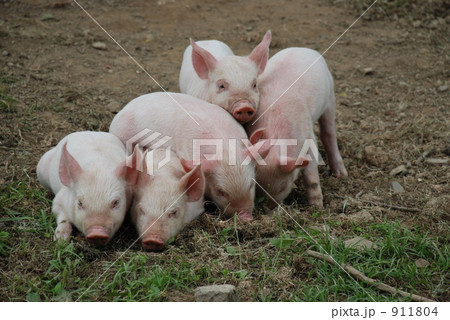 仲良し子ぶた 911804