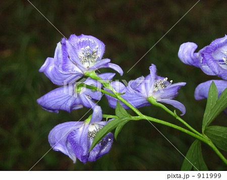 トリカブトの花 トリカブトの花 911999