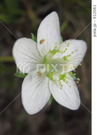 ウメバチソウ(高山植物) 912061