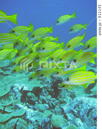 パラオの水中写真---ヨスジフエダイ--- 912145