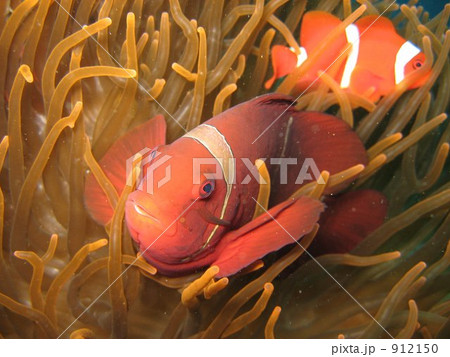 バリ島の水中写真 912150