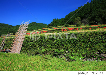 棚田と彼岸花 棚田と彼岸花 912344