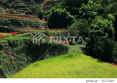 棚田と彼岸花 棚田と彼岸花 912364