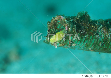 ミジンベニハゼ 912576