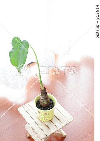 観葉植物 観葉植物 913614