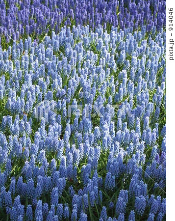 ムスカリ 914046