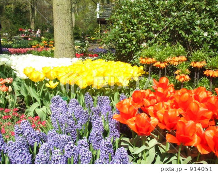 キューケンホフ キューケンホフ 914051