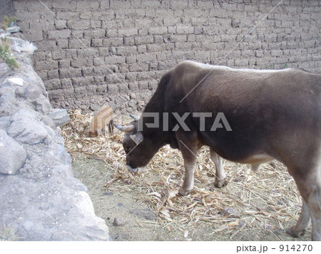 仲良しこよし 914270