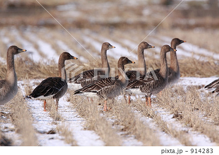 オオヒシクイ 914283