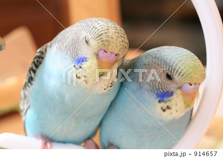 兄弟のセキセイインコのヒナが寄り添って眠っているところ 914657