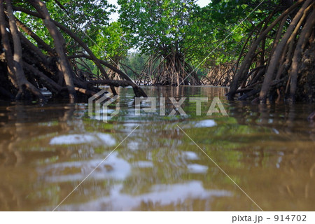 マングローブ2 914702