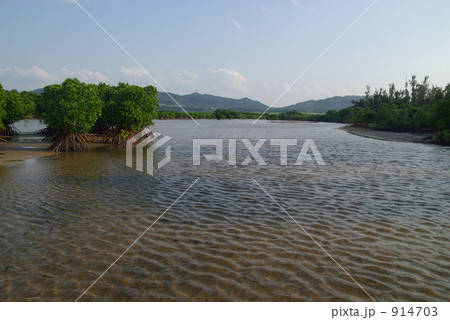 マングローブ3 914703