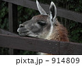 914809