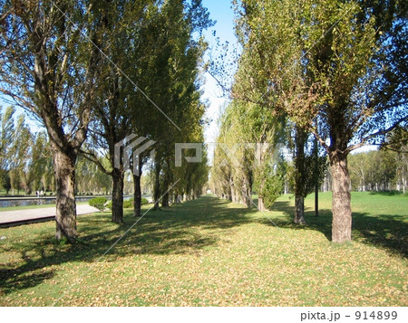 ありふれたポプラ並木 914899