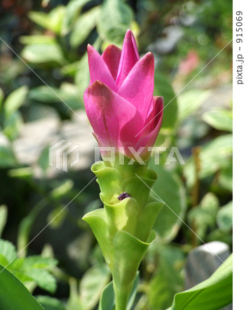 クルクマの花 915069