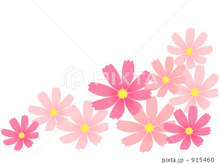 コスモス畑 915460