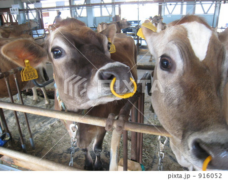 うっしし うっしし 916052