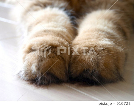 猫の手 猫の手 916722