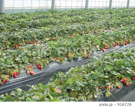 いちご狩り 916726