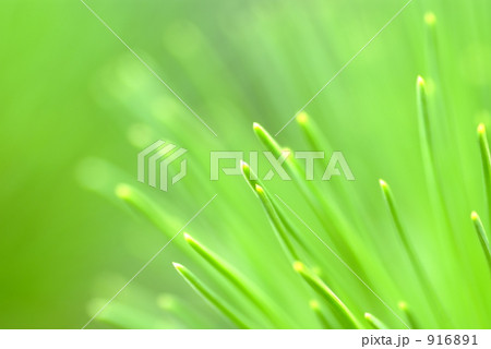 松　ポストカード 916891