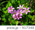 ムラサキカタバミ 917348