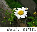 カモミール 917351