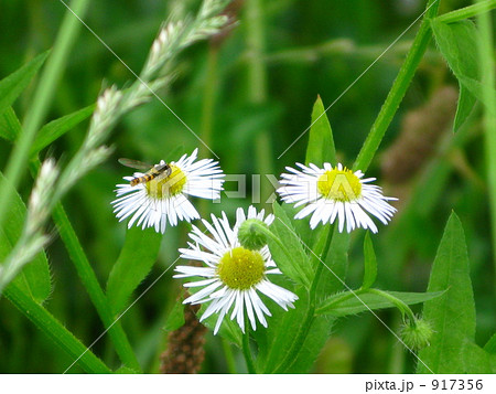 ヒメジョオン 917356