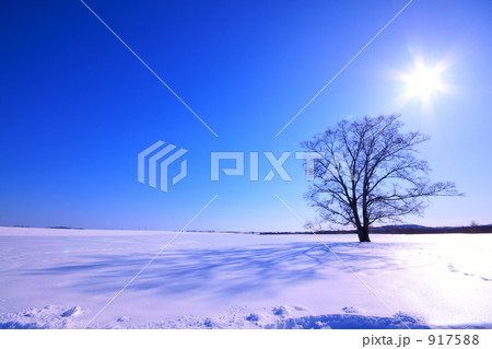 雪原のハルニレ 917588
