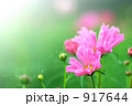 ピンクのコスモス 917644