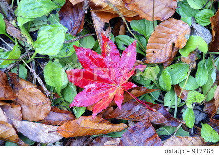 紅葉 917783