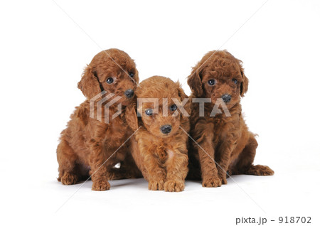 三匹の仔犬 918702