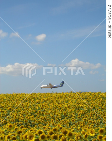 向日葵空港 向日葵空港 918752